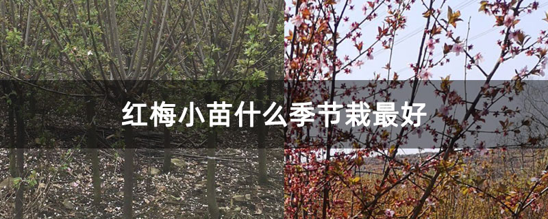 紅梅小苗什么季節栽最好 紅梅小苗什么季節栽最好