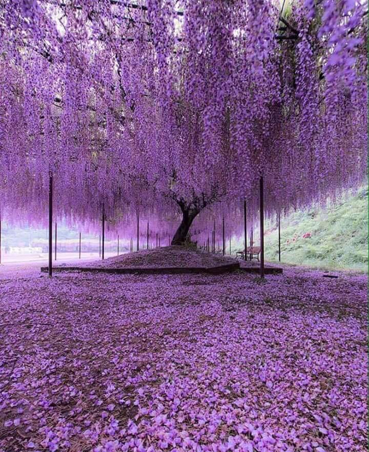 日本進口紫藤花日系藤曼植物 日本進口紫藤花日系藤曼植物
