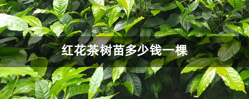 紅花茶樹苗多少錢一棵 紅花茶樹苗多少錢一棵