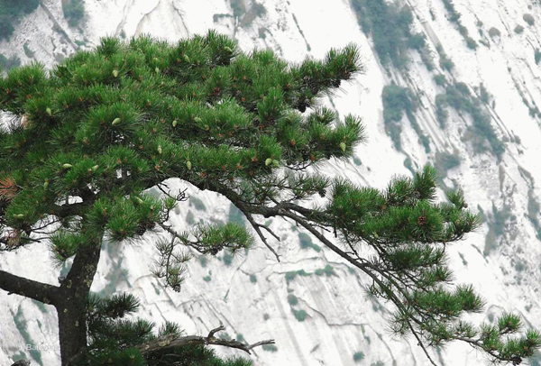 華山松 華山松