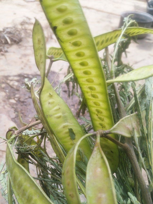 合歡樹種子怎樣育苗?合歡種子種植方法 合歡樹種子怎樣育苗?合歡種子種植方法