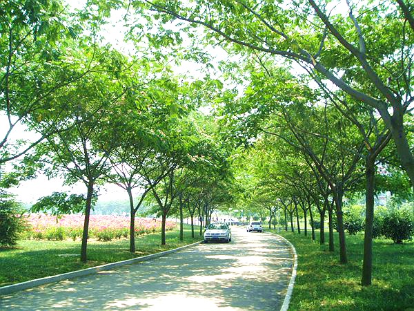 產地實拍合歡花樹03.jpg