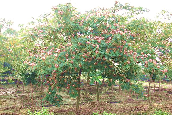 產地實拍合歡花.jpg