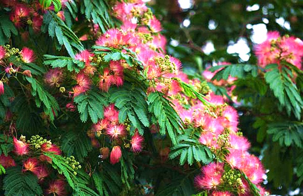 產地實拍合歡花04.jpg