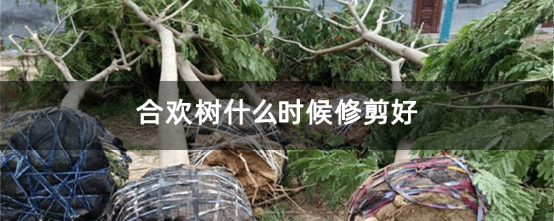 合歡樹什么時候修剪好 合歡樹什么時候修剪好