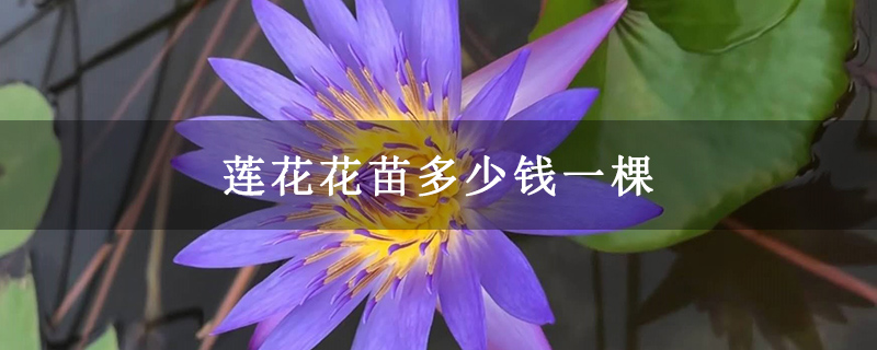 蓮花花苗多少錢一棵 蓮花花苗多少錢一棵