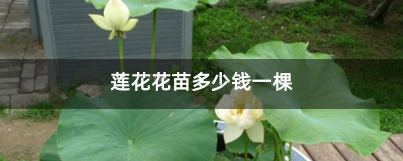 蓮花花苗多少錢一棵 蓮花花苗多少錢一棵
