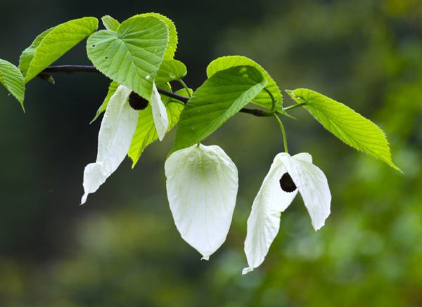 珙桐樹開花 珙桐樹開花