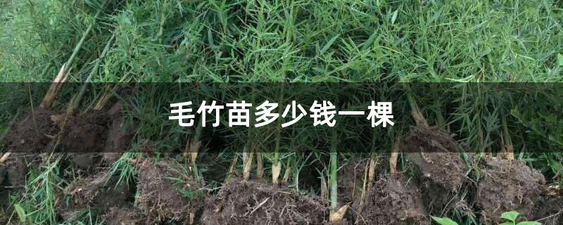 毛竹苗多少錢一棵 毛竹苗多少錢一棵