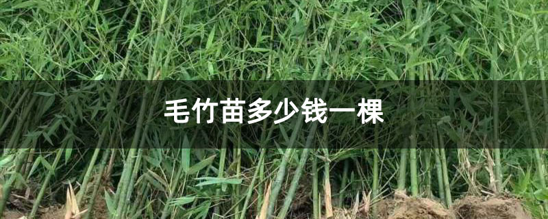毛竹苗多少錢一棵 毛竹苗多少錢一棵
