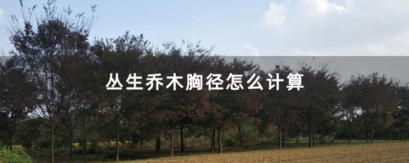 櫸樹苗 櫸樹苗