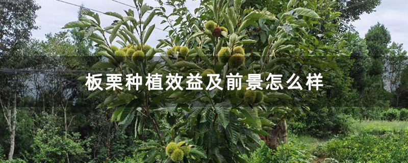 5年板栗樹 5年板栗樹