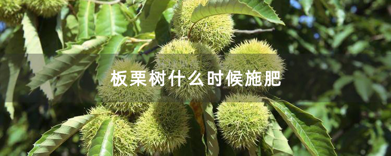 板栗樹什么時候施肥 板栗樹什么時候施肥