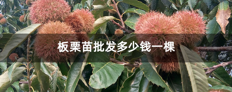板栗苗批發多少錢一棵 板栗苗批發多少錢一棵
