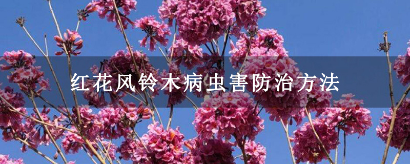 紅花風鈴木病蟲害防治方法