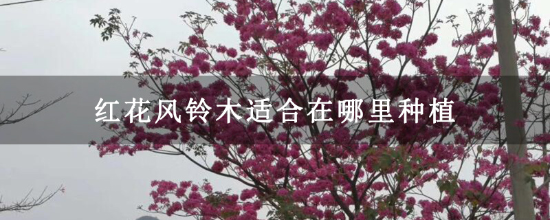 紅花風鈴木適合在哪里種植 紅花風鈴木適合在哪里種植
