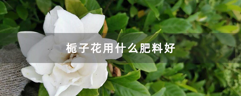 梔子花用什么肥料好 梔子花用什么肥料好