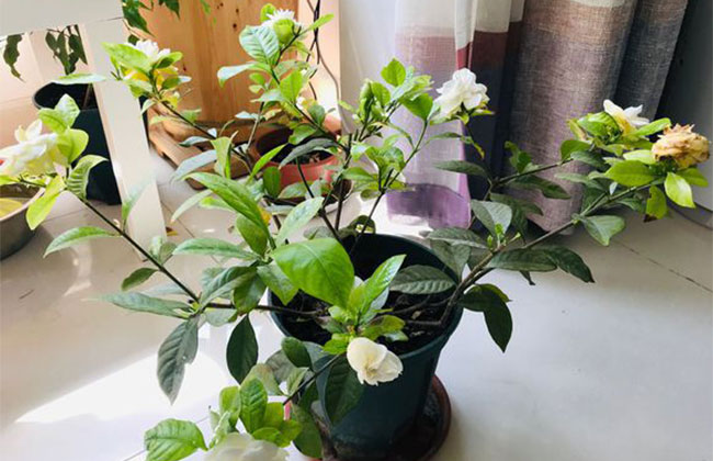 梔子花 梔子花