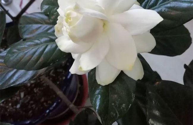 梔子花 梔子花