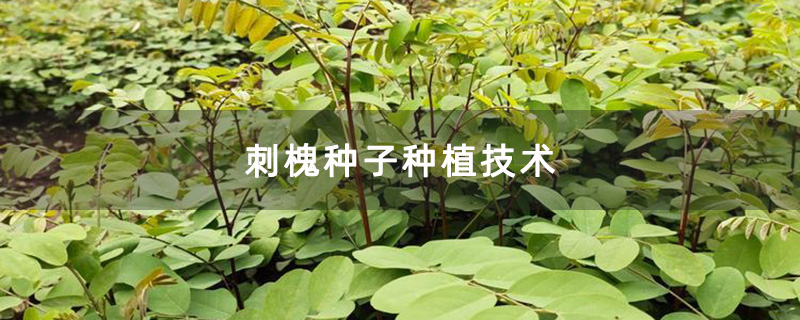 刺槐種植基地 刺槐種植基地
