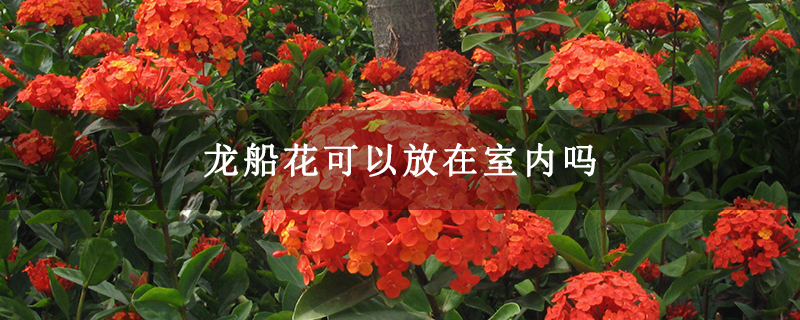 龍船花可以放在室內嗎 龍船花可以放在室內嗎
