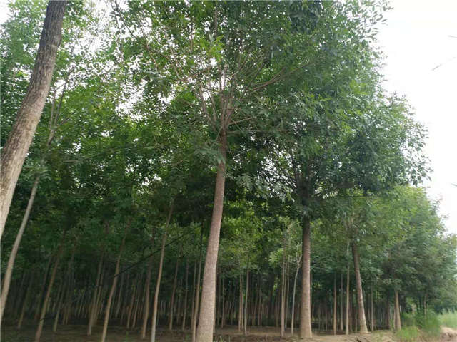 沭陽長景園林白蠟種植基地實拍圖片 沭陽長景園林白蠟種植基地實拍圖片