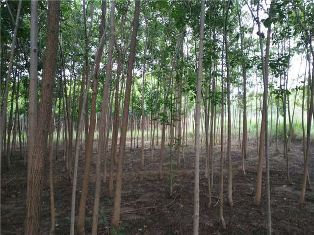 沭陽長景園林白蠟種植基地實拍圖片 沭陽長景園林白蠟種植基地實拍圖片