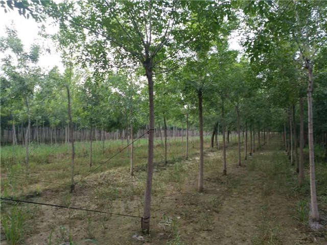 沭陽長景園林白蠟種植基地實拍圖片 沭陽長景園林白蠟種植基地實拍圖片