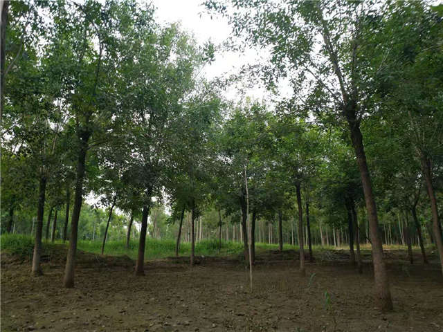 沭陽長景園林白蠟種植基地實拍圖片 沭陽長景園林白蠟種植基地實拍圖片