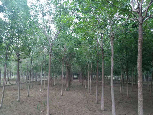 沭陽長景園林白蠟種植基地實拍圖片 沭陽長景園林白蠟種植基地實拍圖片
