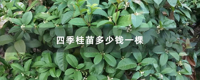 四季桂苗多少錢一棵 四季桂苗多少錢一棵