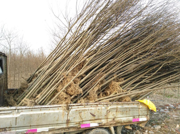 樸樹 樸樹