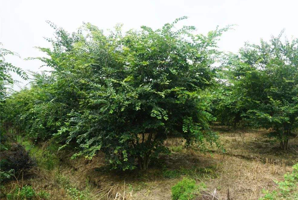 樸樹叢生苗 樸樹叢生苗