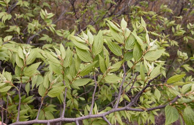 樸樹植物5.jpg