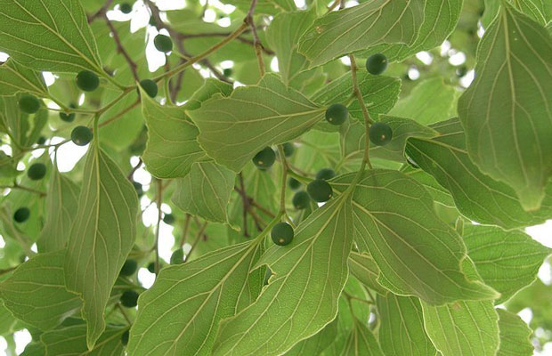 樸樹植物3.jpg