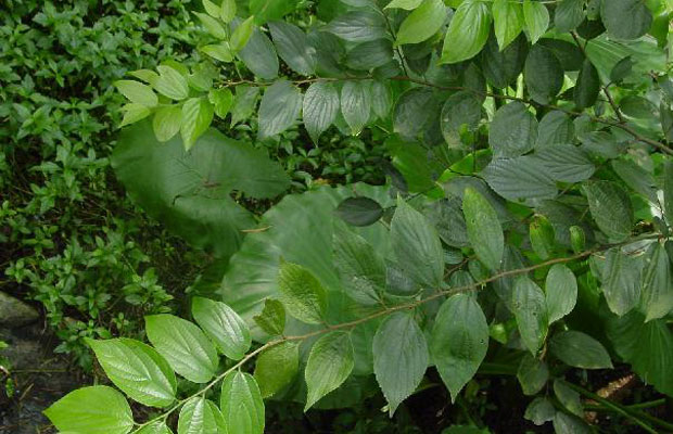 樸樹植物6.jpg