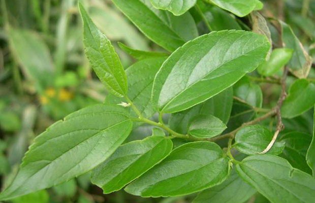 樸樹植物4.jpg