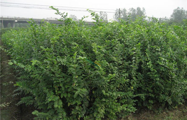 樸樹植物2.jpg