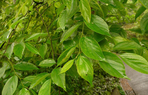 樸樹植物.jpg