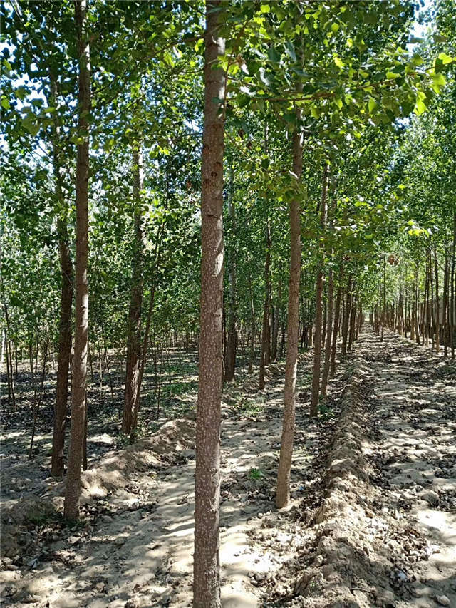 速生楊種植基地實拍 速生楊種植基地實拍
