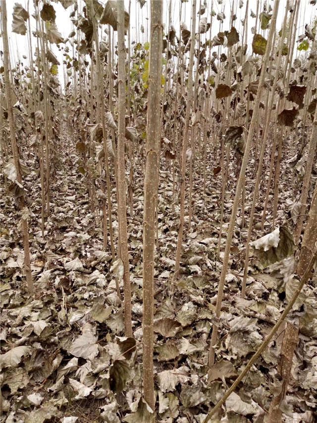 速生楊種植基地實拍 速生楊種植基地實拍