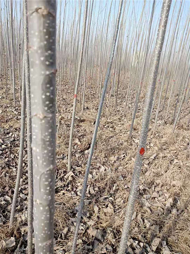 速生楊種植基地實拍 速生楊種植基地實拍