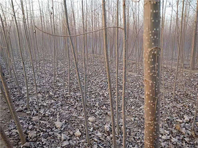 速生楊種植基地實拍 速生楊種植基地實拍
