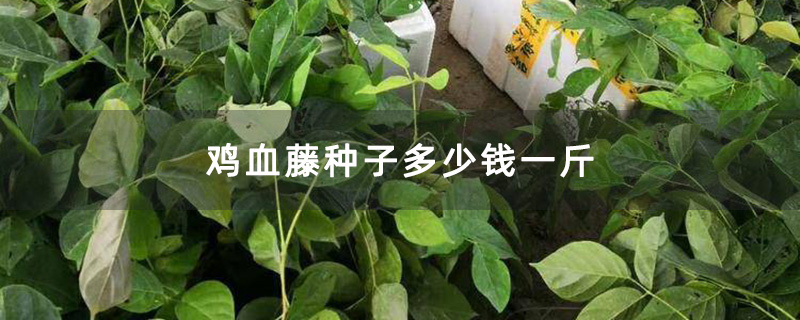 雞血藤小苗 雞血藤小苗