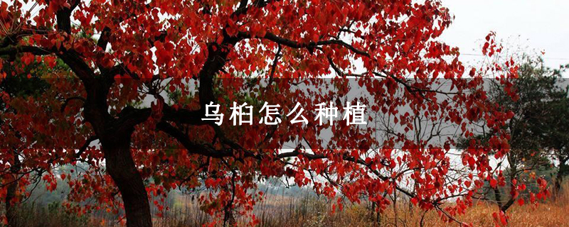 烏桕怎么種植 烏桕怎么種植