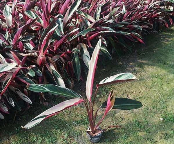 七彩竹芋種植基地 七彩竹芋種植基地