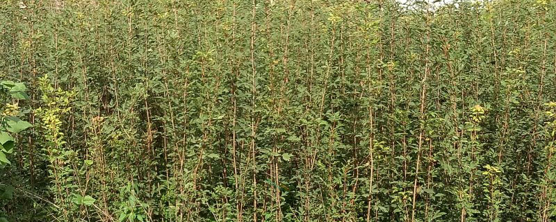 1公分血皮槭苗價格多少錢一棵 1公分血皮槭苗價格多少錢一棵