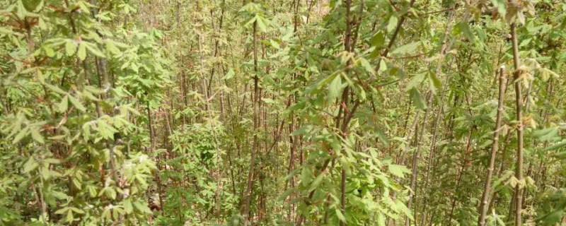 16公分血皮槭價格多少錢一棵 16公分血皮槭價格多少錢一棵