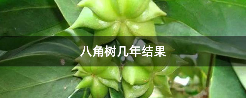 八角樹幾年結果 八角樹幾年結果