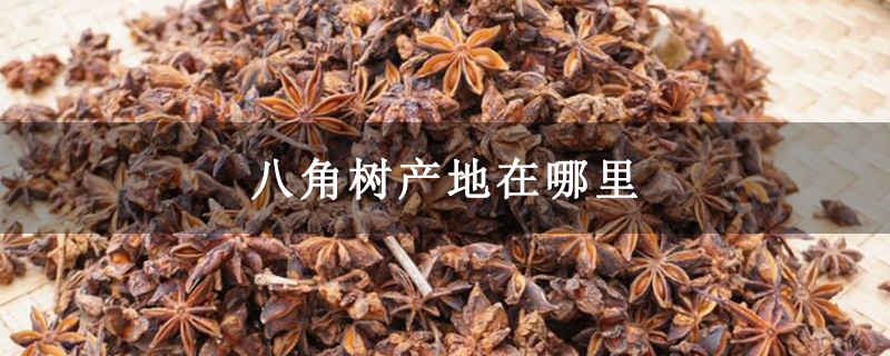 八角樹產地在哪里 八角樹產地在哪里